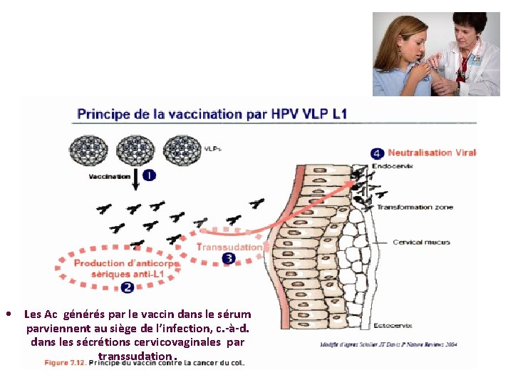  • Les Ac générés par le vaccin dans le sérum parviennent au siège