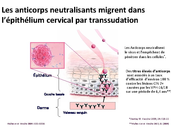 Les anticorps neutralisants migrent dans l’épithélium cervical par transsudation Les Anticorps neutralisent le virus