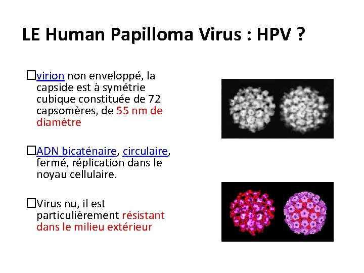 LE Human Papilloma Virus : HPV ? �virion non enveloppé, la capside est à