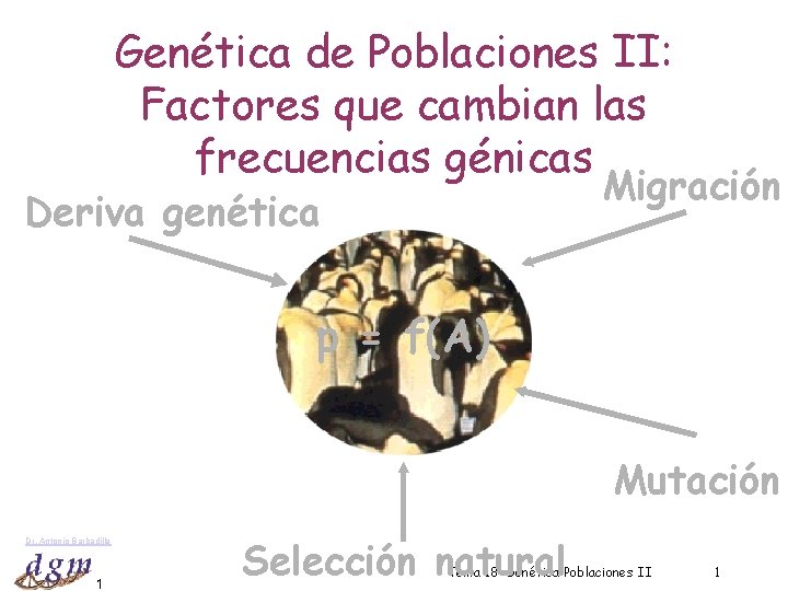 Genética de Poblaciones II: Factores que cambian las frecuencias génicas Migración Deriva genética p