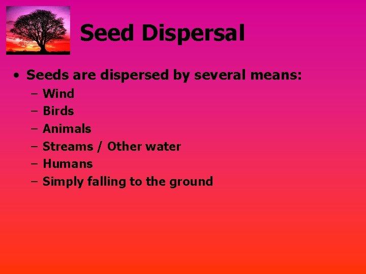 Seed Dispersal • Seeds are dispersed by several means: – – – Wind Birds