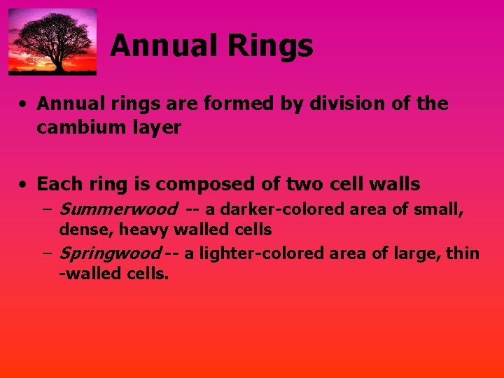 Annual Rings • Annual rings are formed by division of the cambium layer •