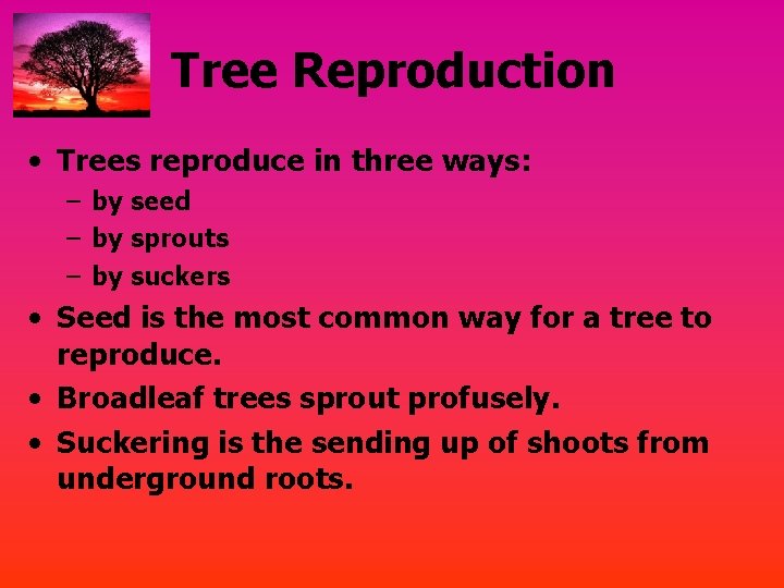 Tree Reproduction • Trees reproduce in three ways: – by seed – by sprouts