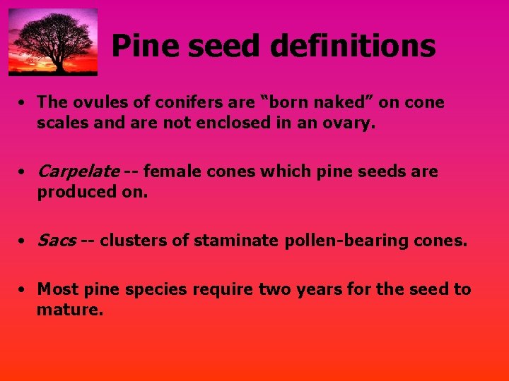 Pine seed definitions • The ovules of conifers are “born naked” on cone scales