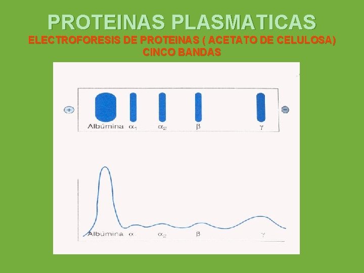 PROTEINAS PLASMATICAS ELECTROFORESIS DE PROTEINAS ( ACETATO DE CELULOSA) CINCO BANDAS 