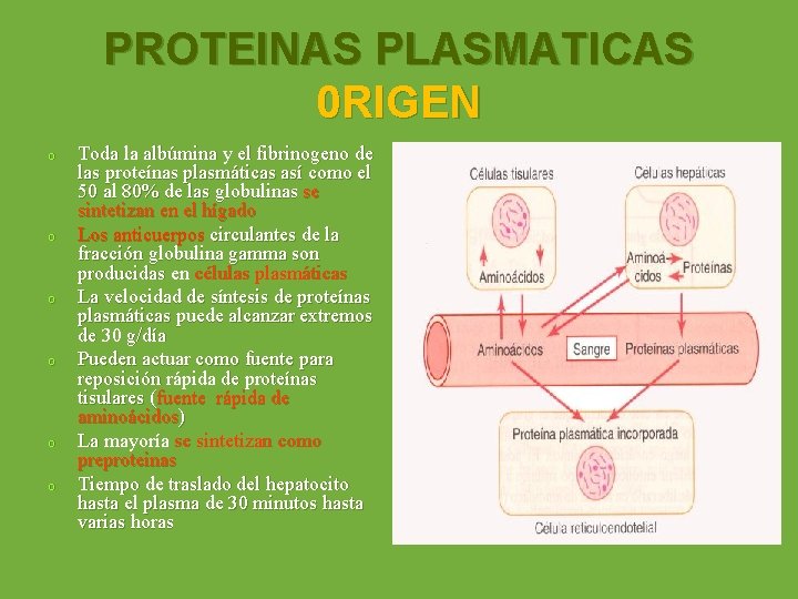 PROTEINAS PLASMATICAS 0 RIGEN o o o Toda la albúmina y el fibrinogeno de