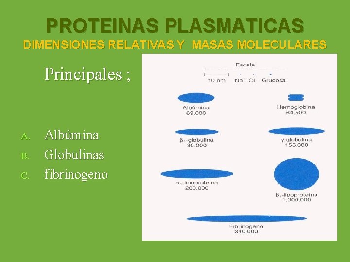 PROTEINAS PLASMATICAS DIMENSIONES RELATIVAS Y MASAS MOLECULARES Principales ; A. B. C. Albúmina Globulinas