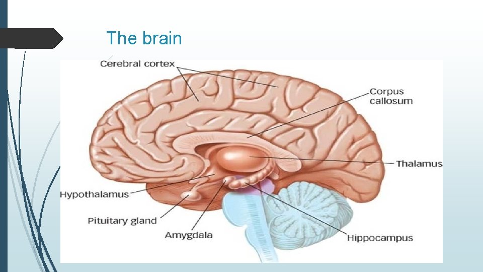 The brain 