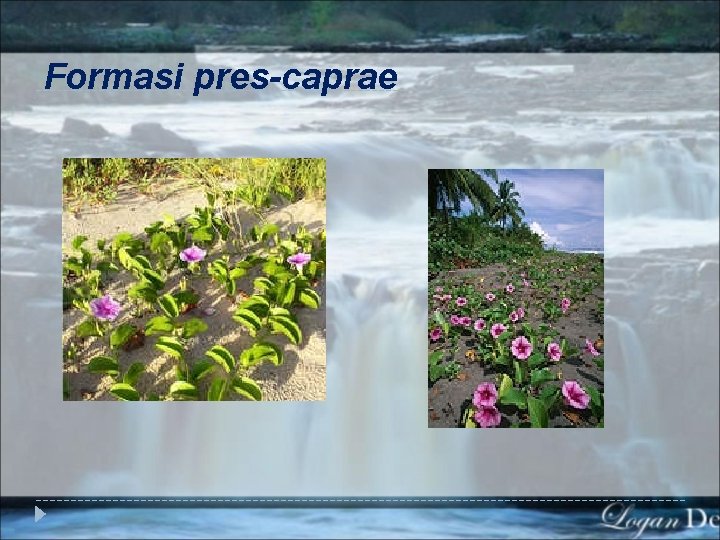 Formasi pres-caprae 