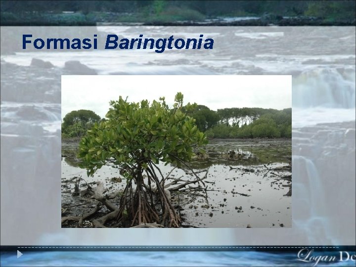Formasi Baringtonia 