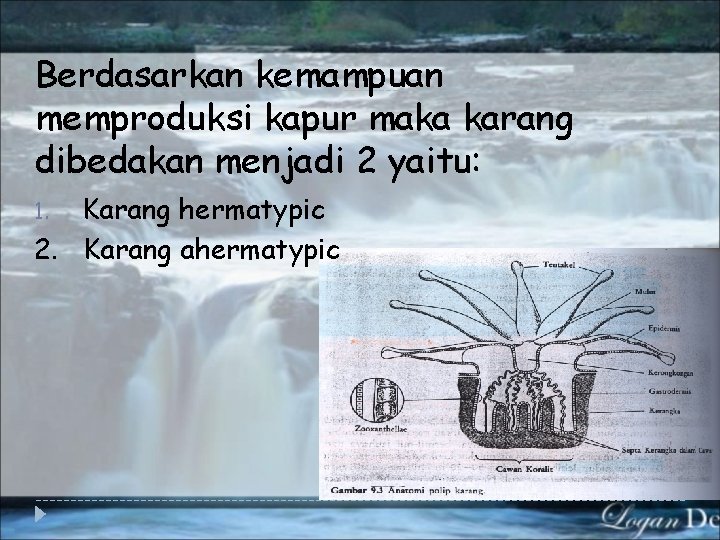 Berdasarkan kemampuan memproduksi kapur maka karang dibedakan menjadi 2 yaitu: Karang hermatypic 2. Karang