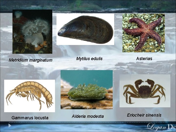 Metridium marginatum Gammarus locusta Mytilus edulis Alderia modesta Asterias Eriocheir sinensis 