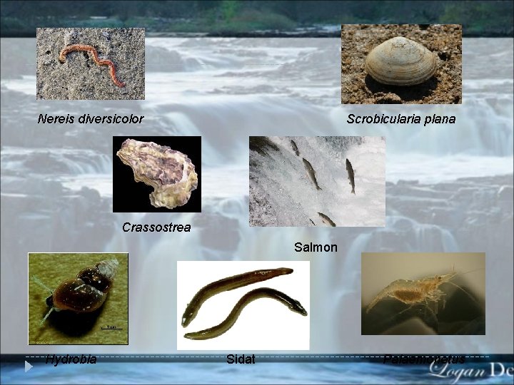 Scrobicularia plana Nereis diversicolor Crassostrea Salmon Hydrobia Sidat Palaemonetus 