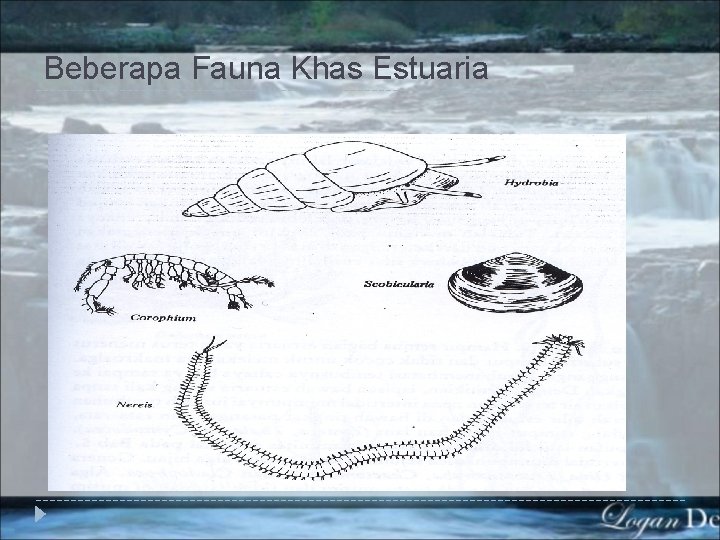 Beberapa Fauna Khas Estuaria 