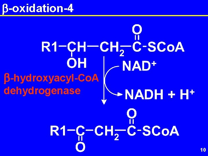 b-oxidation-4 b-hydroxyacyl-Co. A dehydrogenase 10 