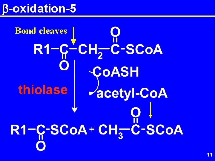 b-oxidation-5 Bond cleaves thiolase 11 