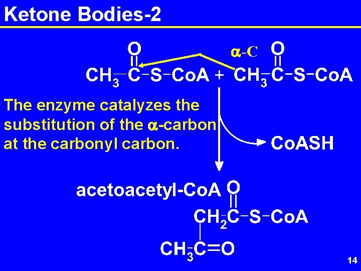 Ketone Bodies-2 a-C The enzyme catalyzes the substitution of the a-carbon at the carbonyl