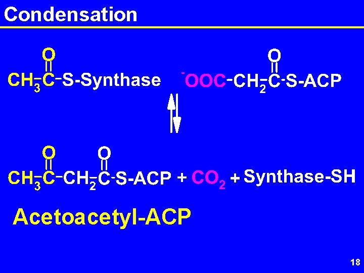 Condensation Acetoacetyl-ACP 18 