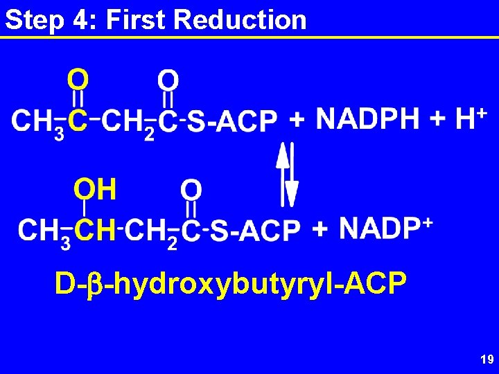 Step 4: First Reduction D-b-hydroxybutyryl-ACP 19 