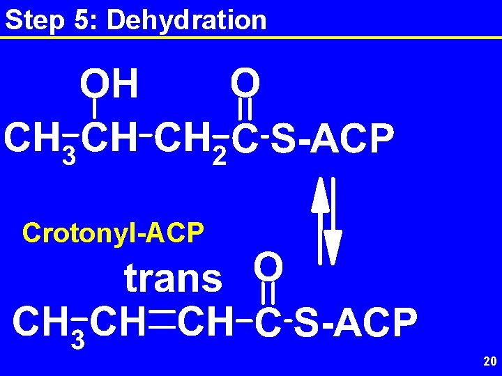 Step 5: Dehydration Crotonyl-ACP 20 