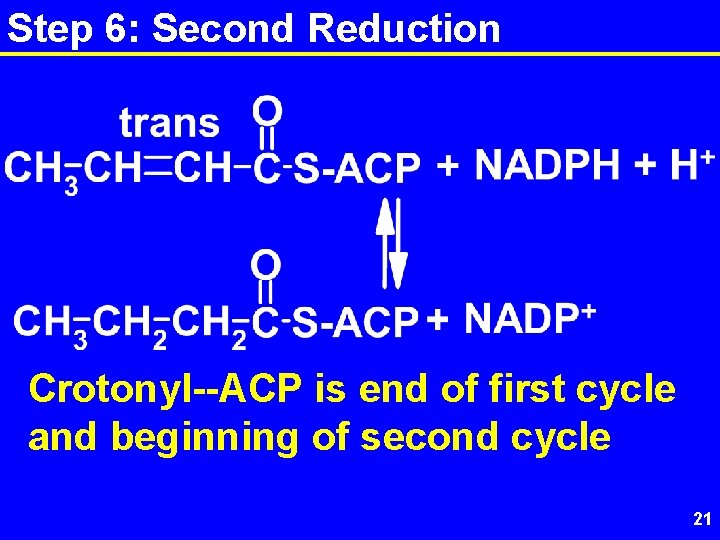 Step 6: Second Reduction Crotonyl--ACP is end of first cycle and beginning of second