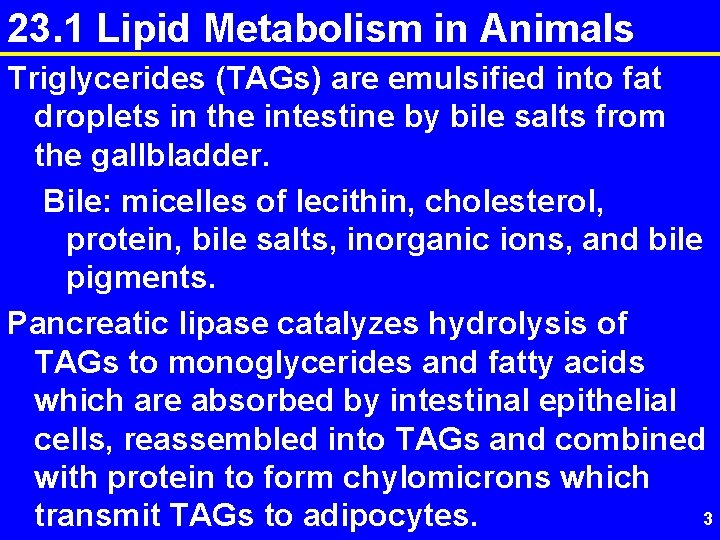 23. 1 Lipid Metabolism in Animals Triglycerides (TAGs) are emulsified into fat droplets in