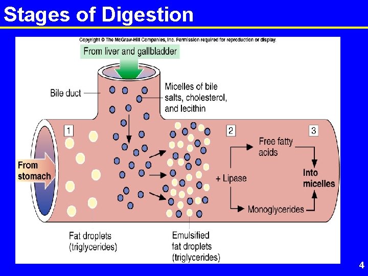 Stages of Digestion Insert fig 23. 3 and caption 4 