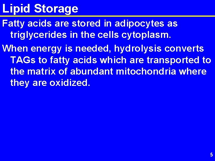 Lipid Storage Fatty acids are stored in adipocytes as triglycerides in the cells cytoplasm.