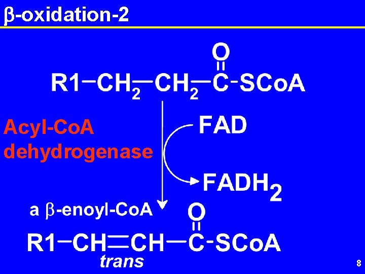 b-oxidation-2 Acyl-Co. A dehydrogenase 8 