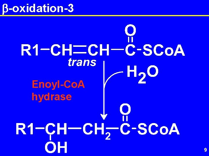 b-oxidation-3 Enoyl-Co. A hydrase 9 