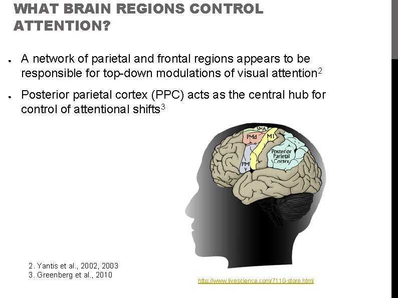 WHAT BRAIN REGIONS CONTROL ATTENTION? ● ● A network of parietal and frontal regions