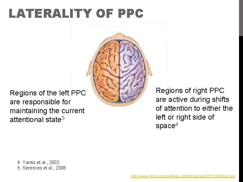 LATERALITY OF PPC Regions of the left PPC are responsible for maintaining the current