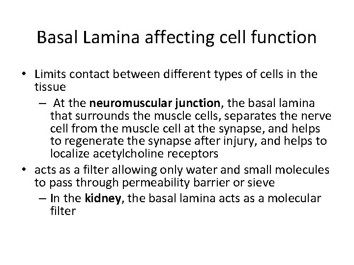 Basal Lamina affecting cell function • Limits contact between different types of cells in