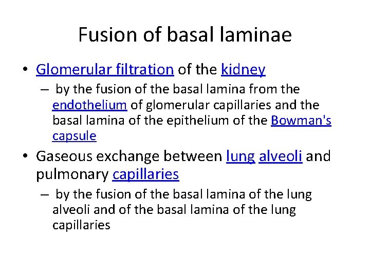 Fusion of basal laminae • Glomerular filtration of the kidney – by the fusion