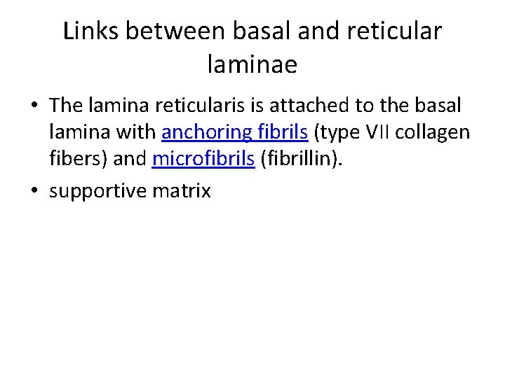 Links between basal and reticular laminae • The lamina reticularis is attached to the