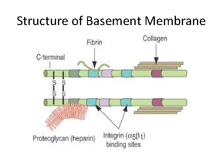 Structure of Basement Membrane 