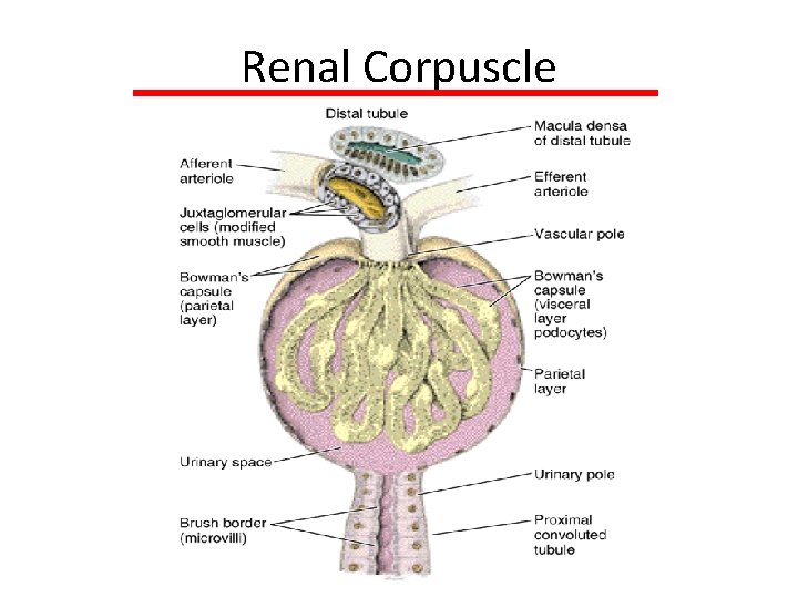 Renal Corpuscle 