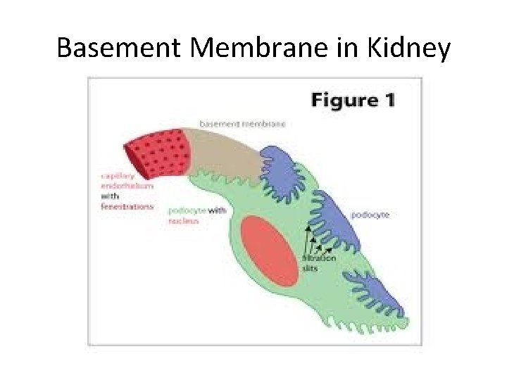 Basement Membrane in Kidney 