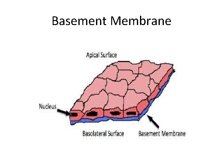 Basement Membrane 