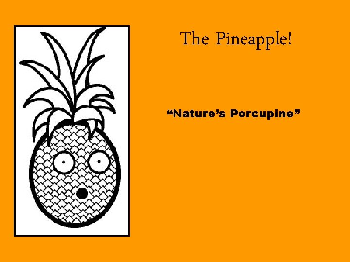 The Pineapple! “Nature’s Porcupine” 