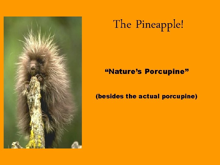 The Pineapple! “Nature’s Porcupine” (besides the actual porcupine) 