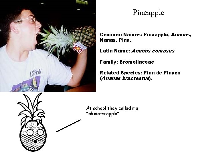 Pineapple Common Names: Pineapple, Ananas, Nanas, Pina. Latin Name: Ananas comosus Family: Bromeliaceae Related