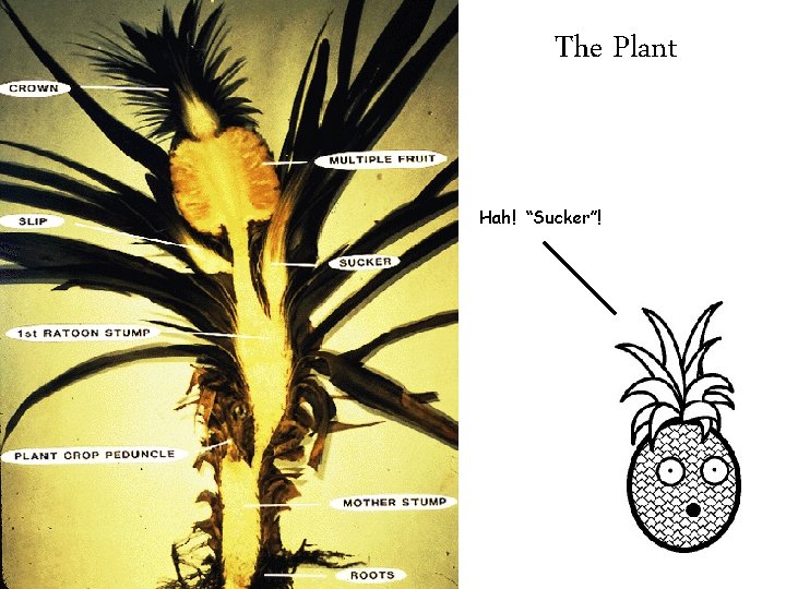 The Plant Hah! “Sucker”! 