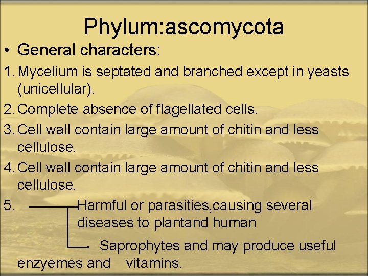 Phylum: ascomycota • General characters: 1. Mycelium is septated and branched except in yeasts