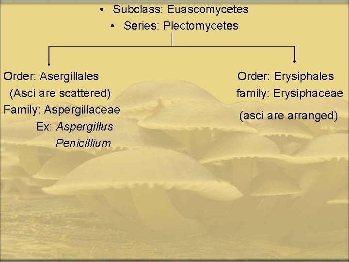  • Subclass: Euascomycetes • Series: Plectomycetes Order: Asergillales Order: Erysiphales (Asci are scattered)
