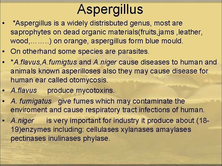 Aspergillus • *Aspergillus is a widely distrisbuted genus, most are saprophytes on dead organic