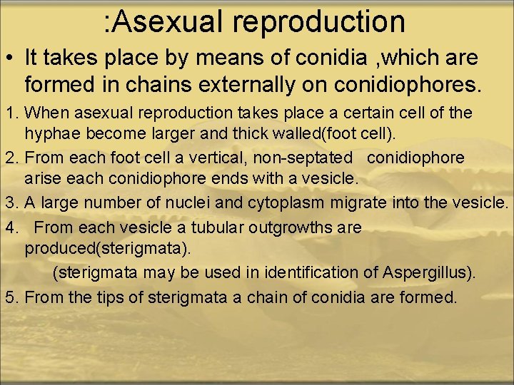 : Asexual reproduction • It takes place by means of conidia , which are