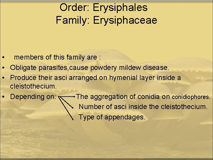 Order: Erysiphales Family: Erysiphaceae • members of this family are : • Obligate parasites,