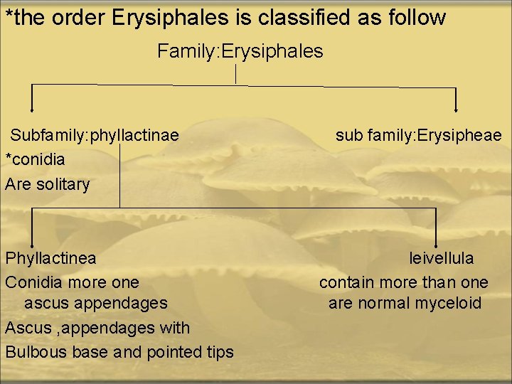 *the order Erysiphales is classified as follow Family: Erysiphales Subfamily: phyllactinae sub family: Erysipheae