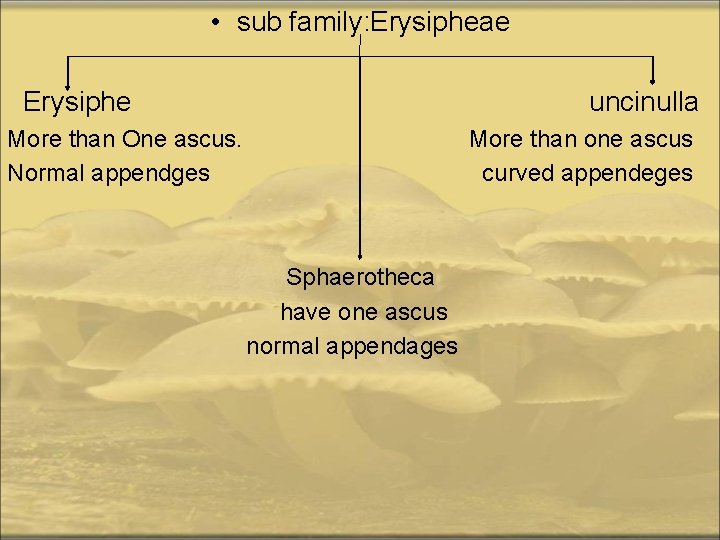  • sub family: Erysipheae Erysiphe uncinulla More than One ascus. More than one